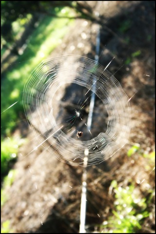 [spiderweb copy[18].jpg]