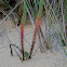 Sea Spurge