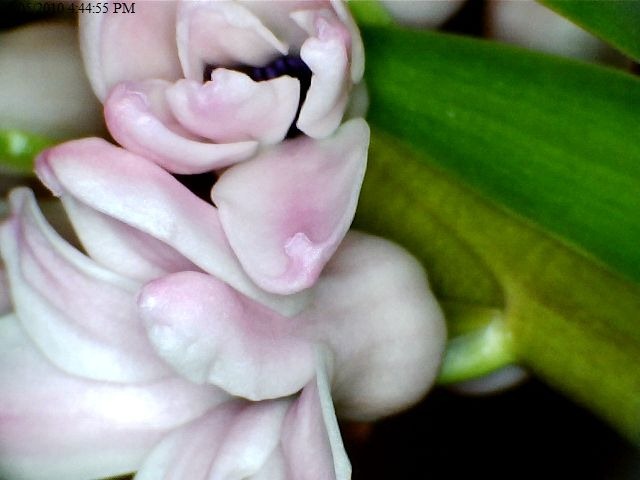[Hyacinth close-up3[2].jpg]