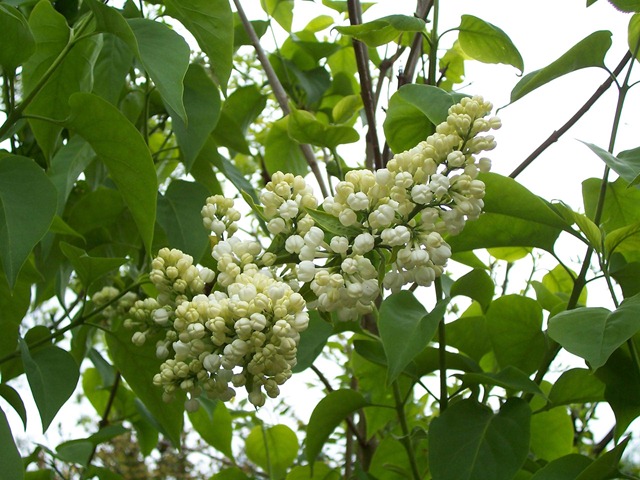 [Flower balls of white lilac[2].jpg]