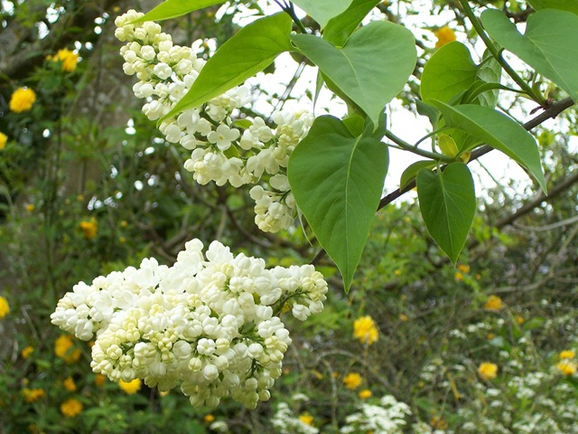 [White lilac flowers[2].jpg]