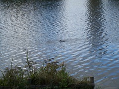 Great Crested Grebe 5