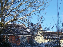 Wood pigeon in an Ash tree - 06.01.2010