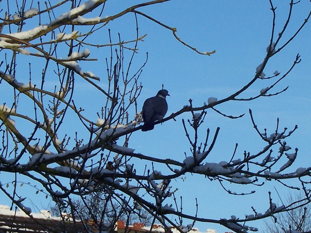 [Pigeon in an Ash tree - 06.01.2010[2].jpg]