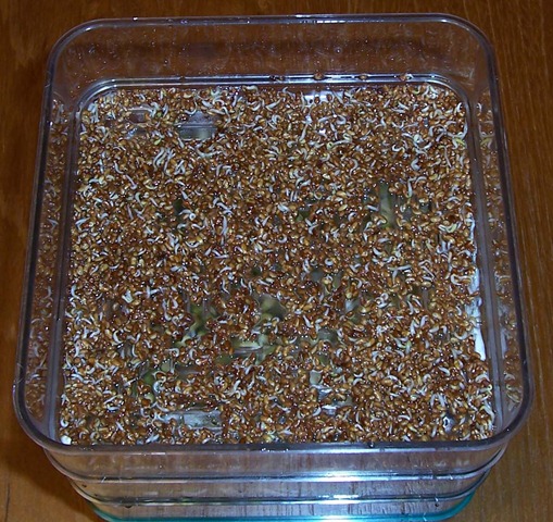 [Alfalfa seeds - 52 hours from dry seed[2].jpg]