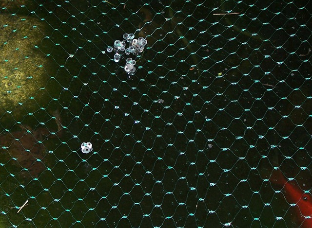 [Frog spawn - on netting[3].jpg]