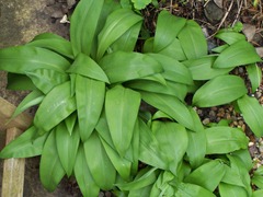 Wild garlic