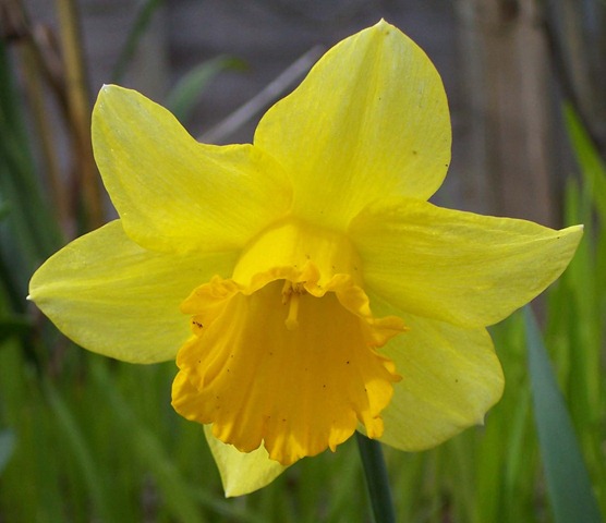 [Daffodil[2].jpg]