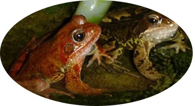 [Red frog taken in back garden[4].png]