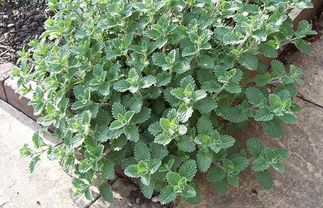 [Catmint or Catnip[4].jpg]
