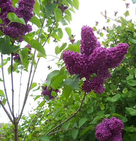 [Lilac - purple[3].jpg]