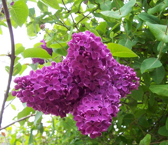 [Purple lilac[3].jpg]