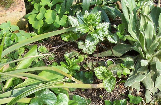 [Yellow Archangel or Weasel Snout[14].jpg]