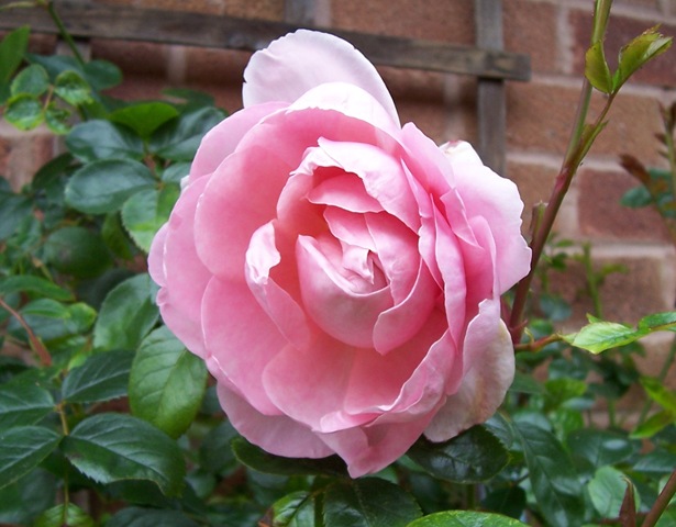 [Pink rose[4].jpg]
