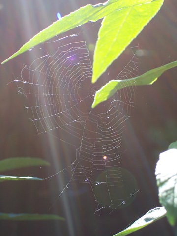 [Garden spider web[4].jpg]