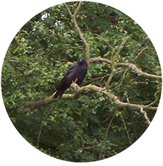 Black magical crow