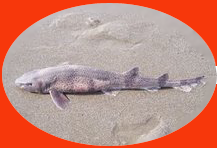 Dead shark copy