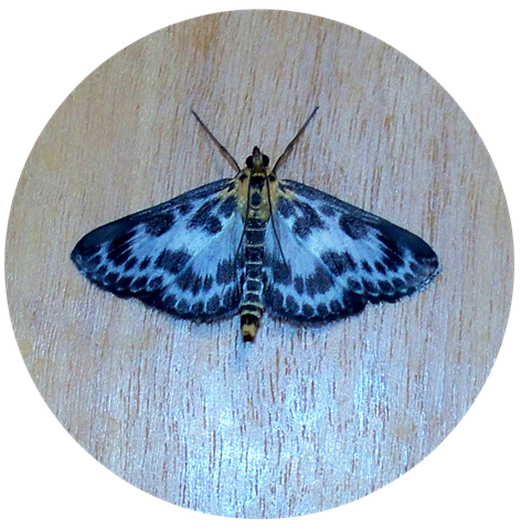 [Small Magpie Moth[4].png]