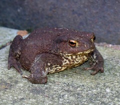 Toad looking forwards Toad looking forwards