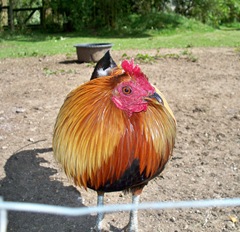 Golden cockeral - front view