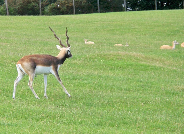 [A male blackbuck watching over his females[4].jpg]