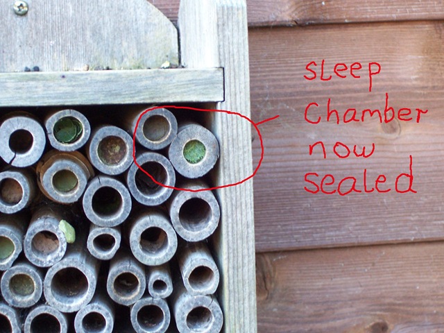 [Leaf-cutter bee - sleep chamber now finally sealed[4].jpg]