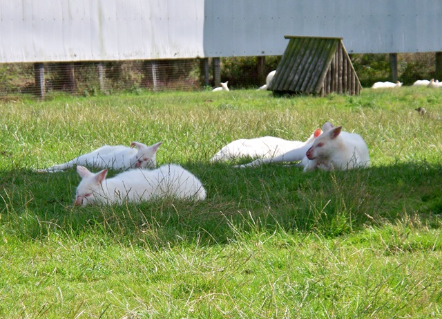 [Small group of albino wallaby[4].jpg]