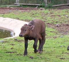 Water buffalo calf