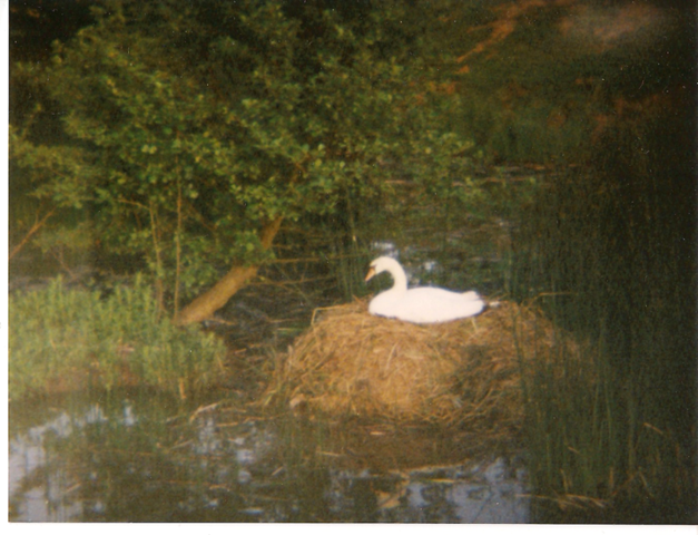 [Swan on her nest[4].png]