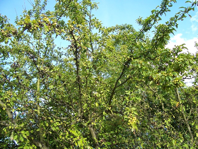 [Wild Crabb apple tree[4].jpg]