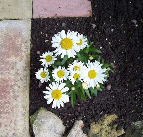 [Garden Ox-Eye Daisy[4].jpg]