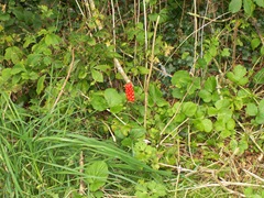 Cuckoo Pint or Lords-and-Ladies - Alum Maculatum - grows to a height of 25 cm