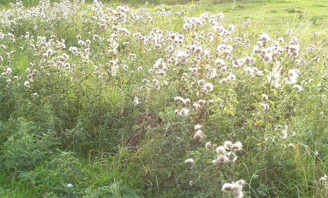 [Thistles in seed[4].jpg]