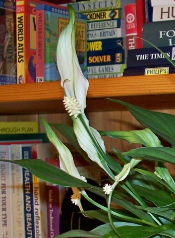 [The Peace lily[7].jpg]
