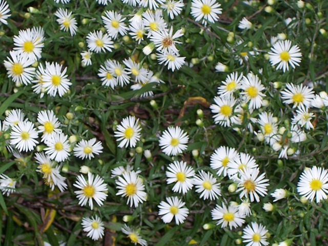 [Wild White Aster[4].jpg]