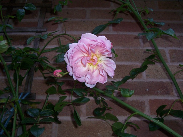 [Rose - 2.12.09 after a frosty night[4].jpg]