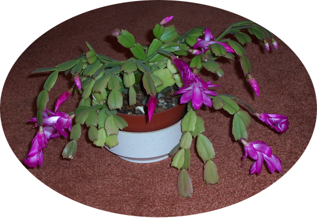 [ChristmascactusfloweringatChristmas4.png]