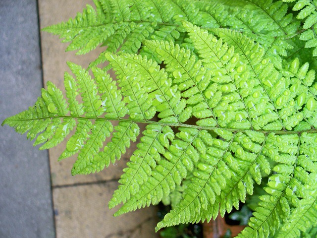 [LadyFernwithraindropletsonleaf5.jpg]
