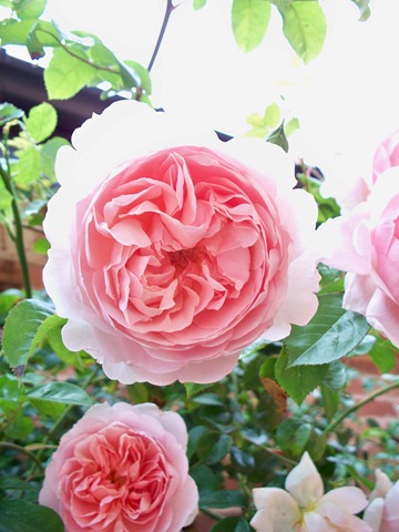 [Rambling rose - pink and sweet[3].jpg]