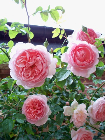 [Pink Rambling Rose sugary sweet[5].jpg]