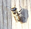 [The bee[5].png]