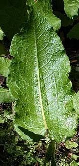 [Dock leaf[4].jpg]