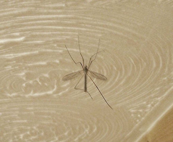 [Male crane-fly suspended on gossamer[3].jpg]