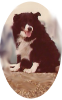 [My long haired black and white border collie - at the seaside[5].png]
