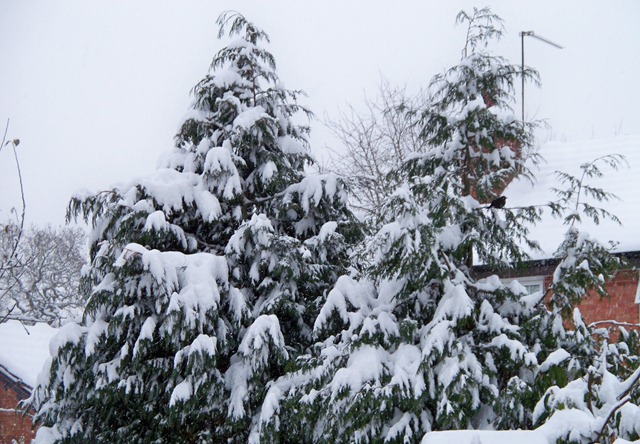 [Fir trees covered in snow with one solitary blackbird[6].jpg]