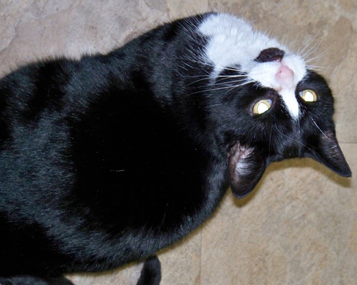 Cat waiting for roast chicken 1