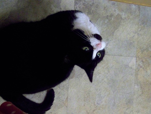 Cat waiting for roast chicken 4