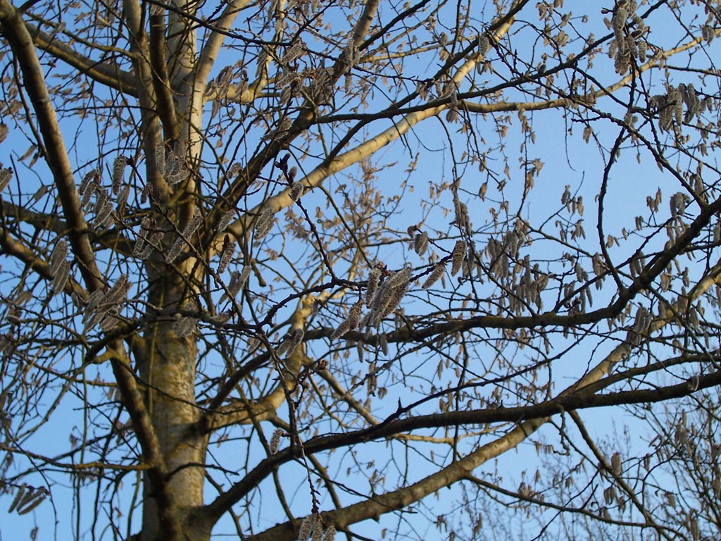 [Downy Birch - male catkins - lambs tails[3].jpg]