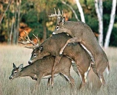 3-Deer Way