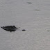 IMG_5334.JPG